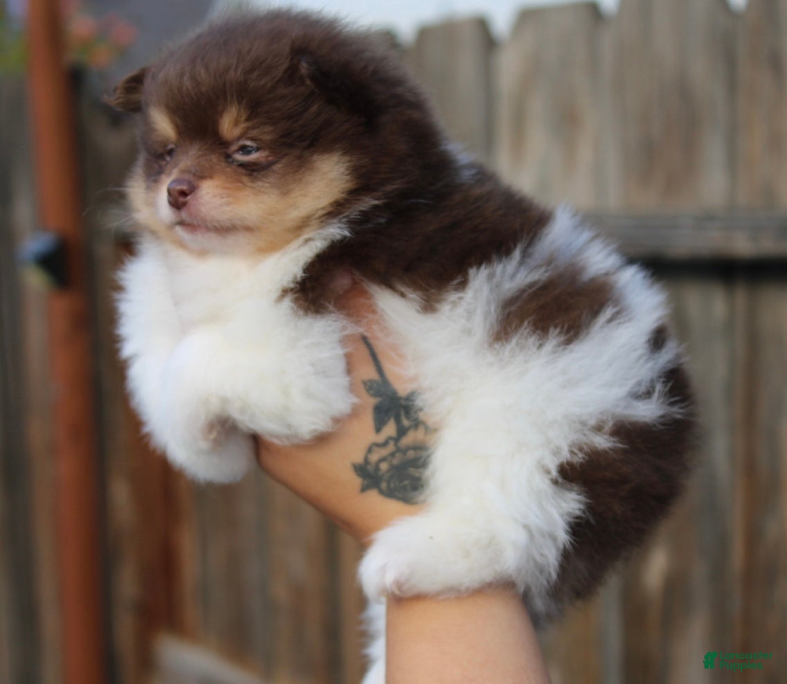 Pomeranian dogs Pomeranian Puppy 1 - Ad 5