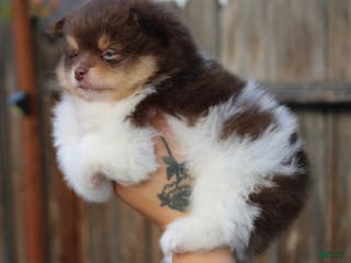 Pomeranian dogs Pomeranian Puppy 1 - Ad 24
