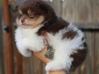 Pomeranian dogs Pomeranian Puppy 1 - Ad 24