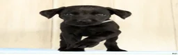 Labrador Retriever dogs for sale: Brady - Ad 4