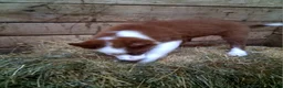 Border Collie dogs for sale: Border Collie 2 - Ad 4