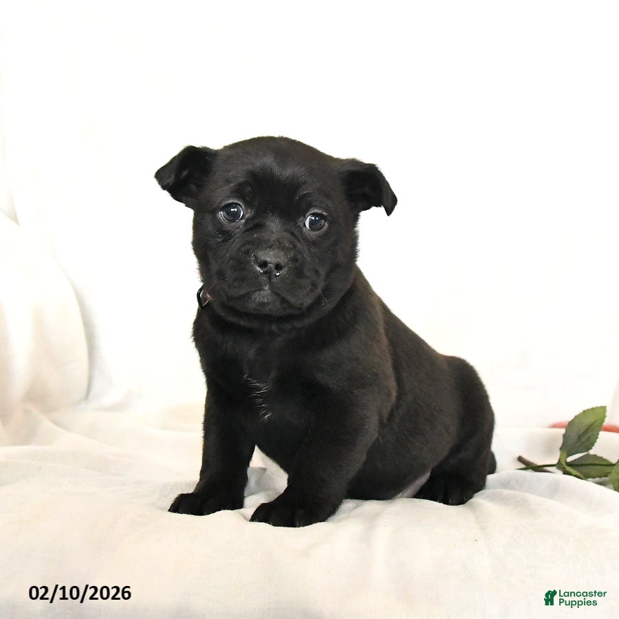 Mixed Breed dogs Sheba - Ad 20