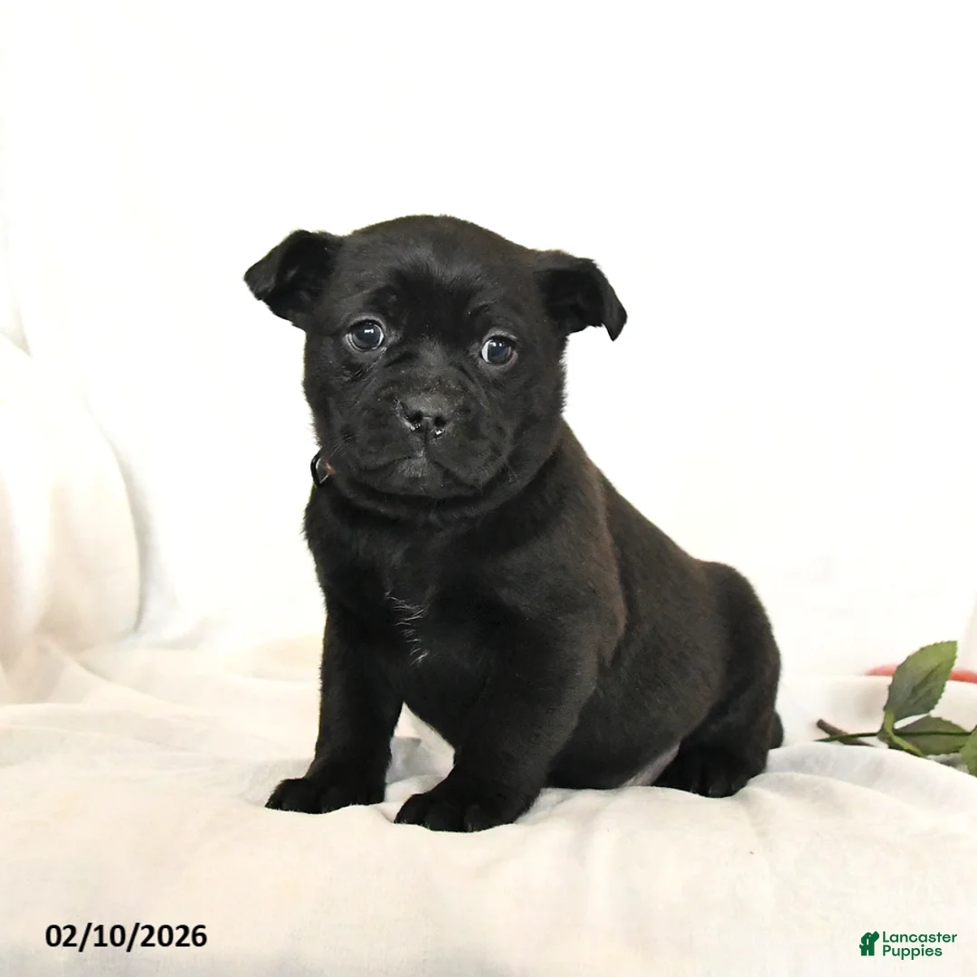 Mixed Breed dogs for sale: Sheba - Ad 1