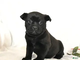 Mixed Breed dogs Sheba - Ad 20