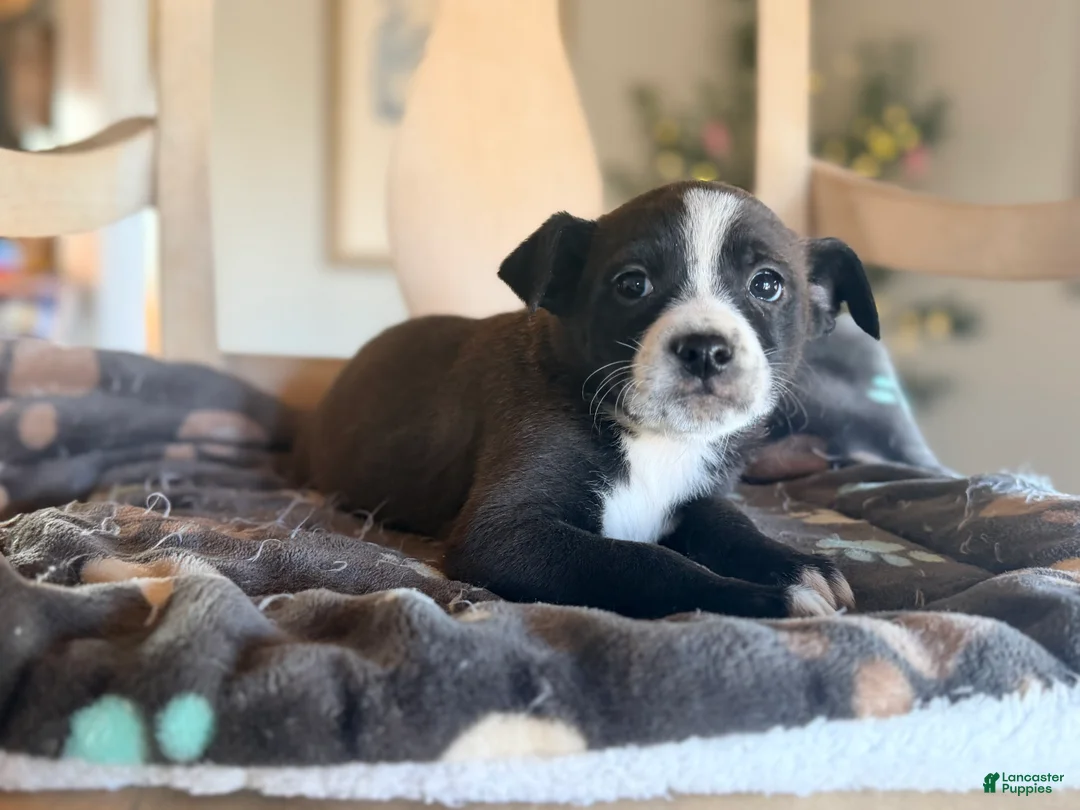 Mixed Breed dogs for sale: Cricket - Ad 2