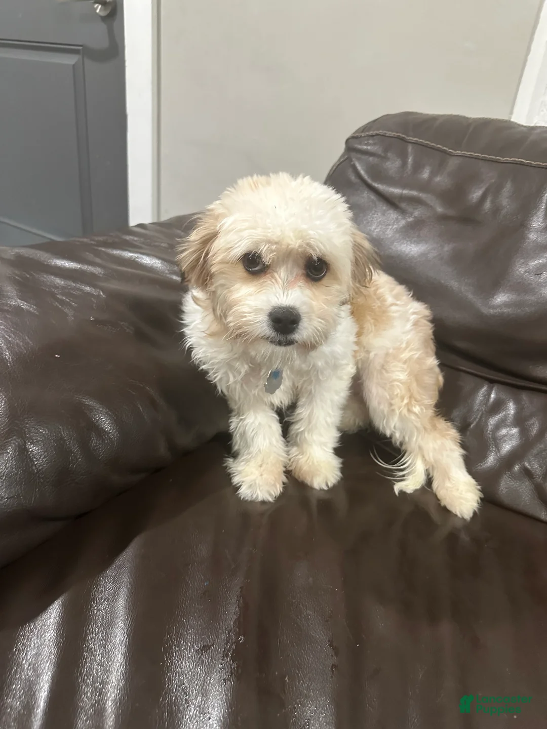 Shihpoo dogs for sale: Shihpoo Puppy 2 - Ad 5