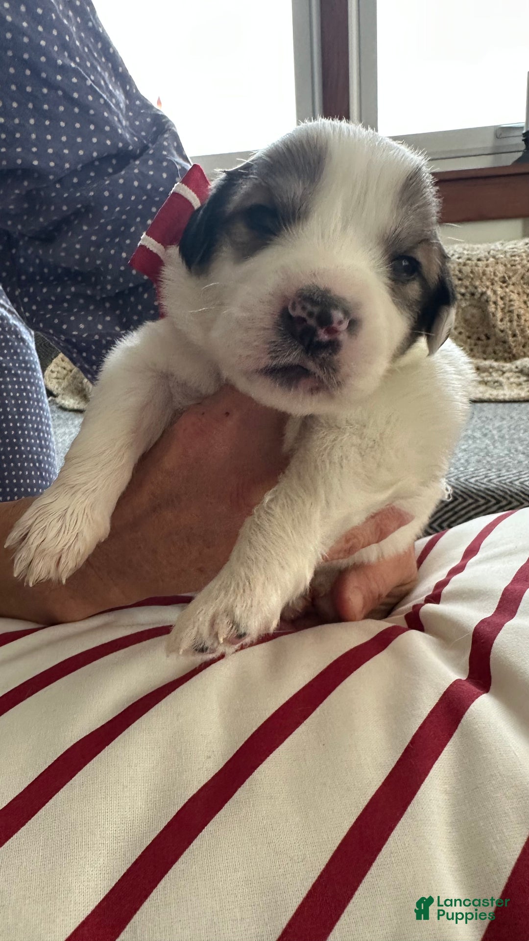 Great Pyrenees dogs for sale: Orange - Ad 1