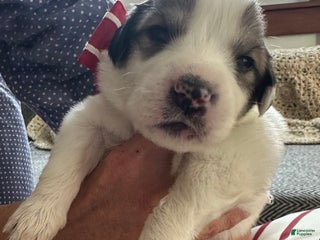 Great Pyrenees dogs Orange - Ad 17