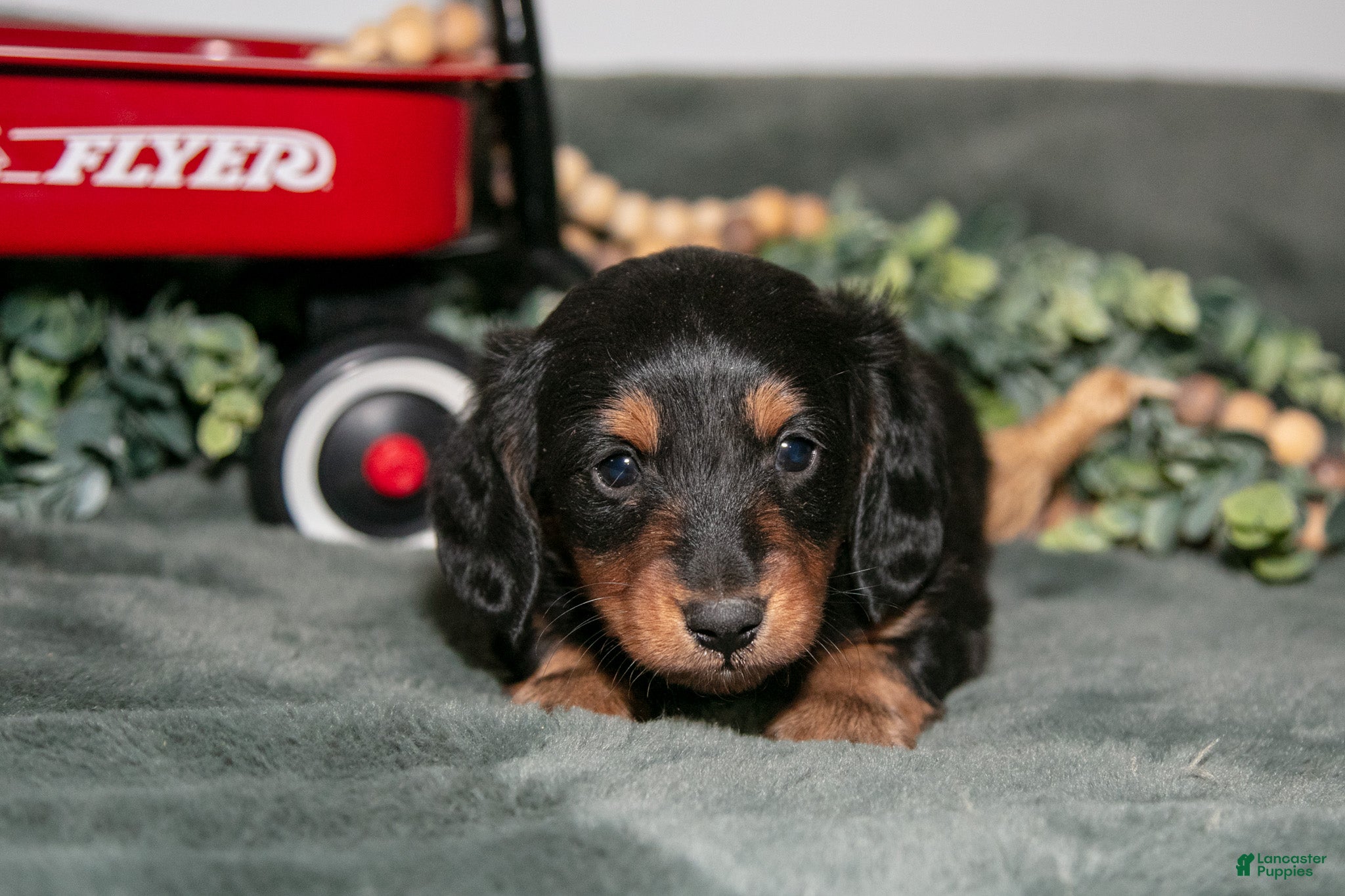Miniature Dachshund dogs for sale: Phoenix - Ad 2