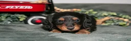 Miniature Dachshund dogs for sale: Phoenix - Ad 2