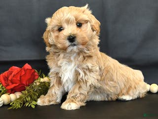 Maltipoo dogs Major - Ad 4