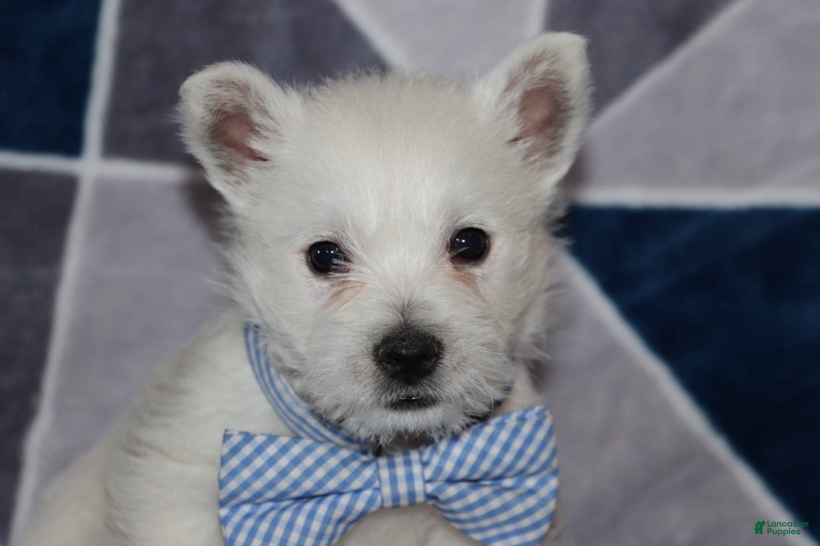 West Highland Terrier dogs Pedro  - Ad 2