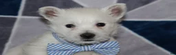 West Highland Terrier dogs for sale: Pedro  - Ad 2