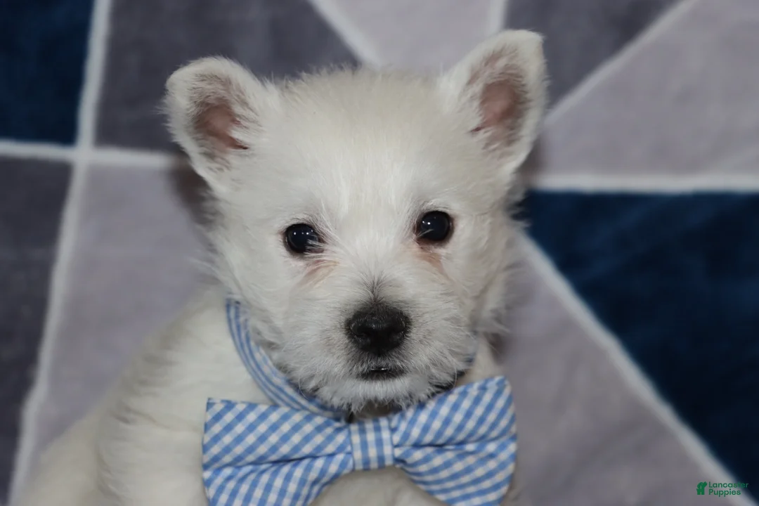West Highland Terrier dogs for sale: Pedro  - Ad 2