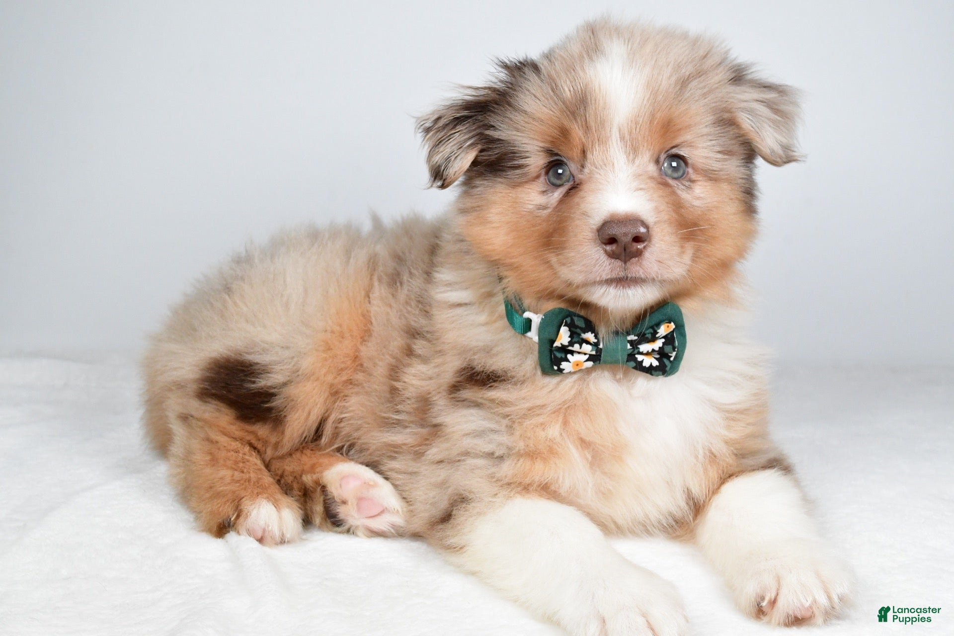 Miniature Australian Shepherd dogs for sale: Flynn - Ad 2
