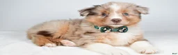 Miniature Australian Shepherd dogs for sale: Flynn - Ad 2