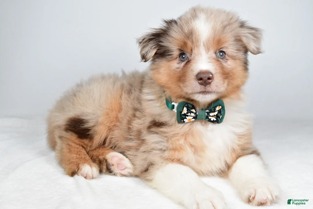 Miniature Australian Shepherd dogs for sale: Flynn - Ad 2