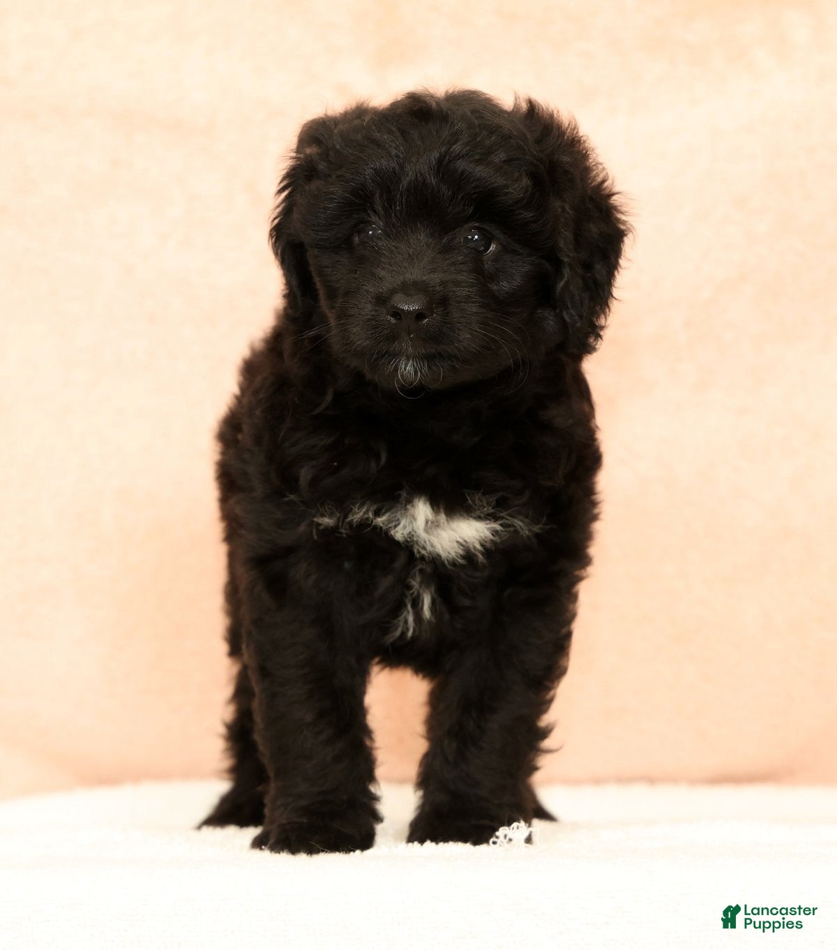 Mini Aussiedoodle dogs Molly - Ad 1