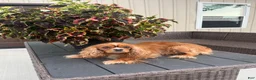 Cavapoo dogs for sale: Maggie - Ad 6