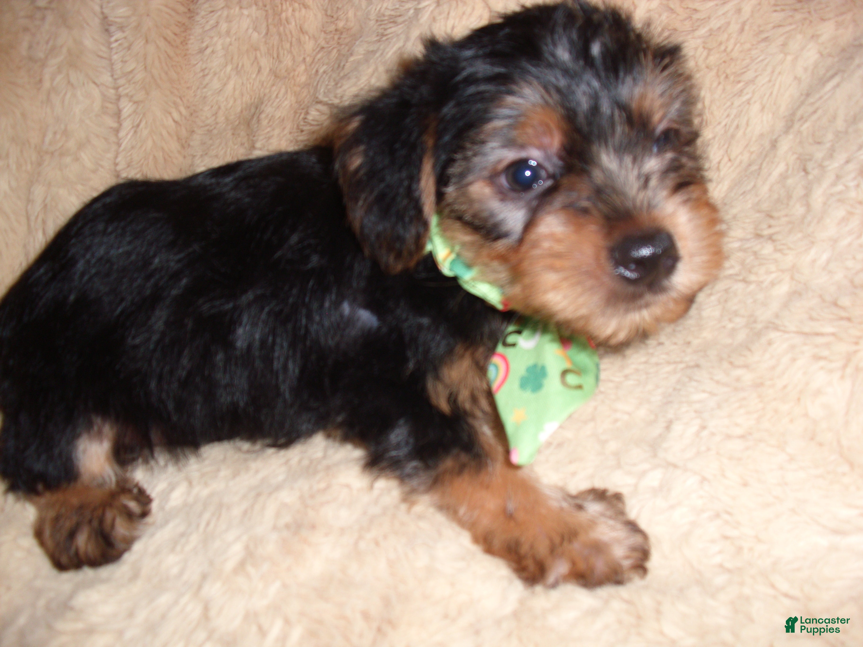 Yorkshire Terrier dogs Yorkshire Terrier 1 - Ad 2