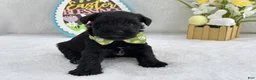 Miniature Schnauzer dogs for sale: Bleu Male 4 - Ad 3