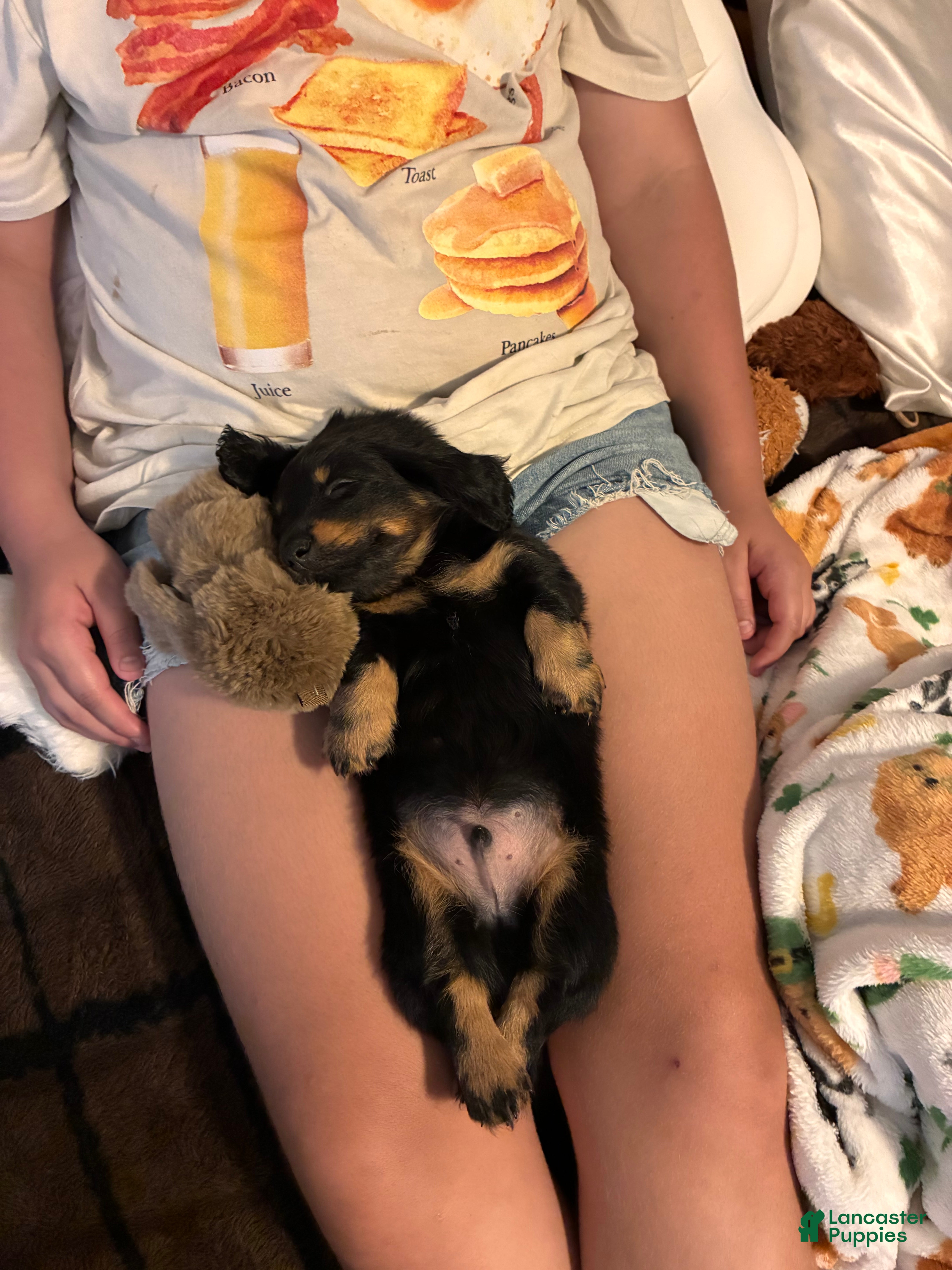 Dachshund dogs Kia - Ad 2