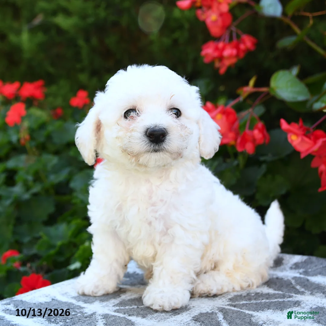 Bichon Frise dogs for sale: Octavia - Ad 1