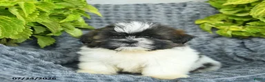 Nellie 