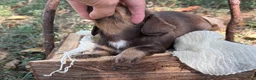 Miniature Dachshund dogs for sale: Chocolate Girl - Ad 4