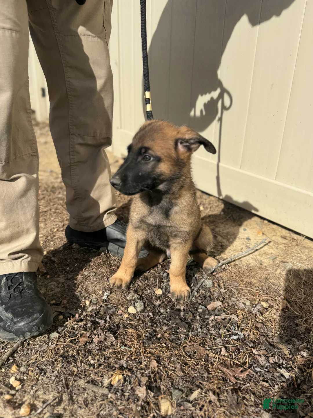 Mixed Breed dogs for sale: Blue - Ad 4