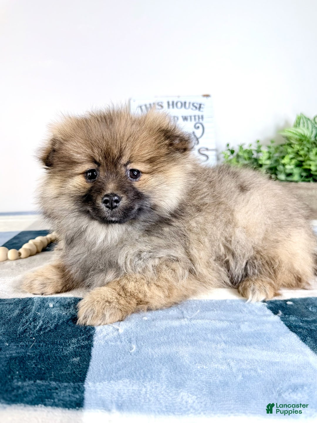 Pomeranian dogs for sale: Princeton  - Ad 4