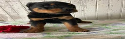 Rottweiler dogs for sale: Helga - Ad 3