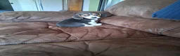 Beagle dogs for sale: Little man - Ad 3