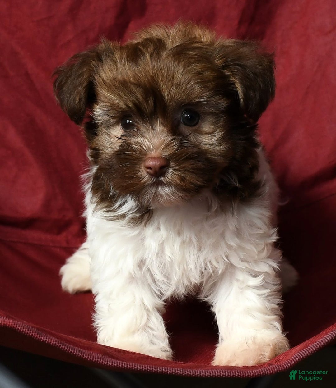 Havanese dogs for sale: Freddy - Ad 8