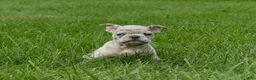 Frenchton dogs for sale: Autumn  - Ad 2