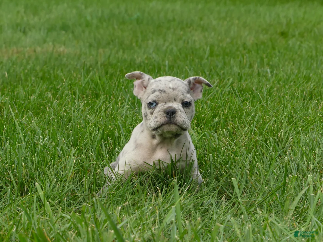 Frenchton dogs for sale: Autumn  - Ad 2