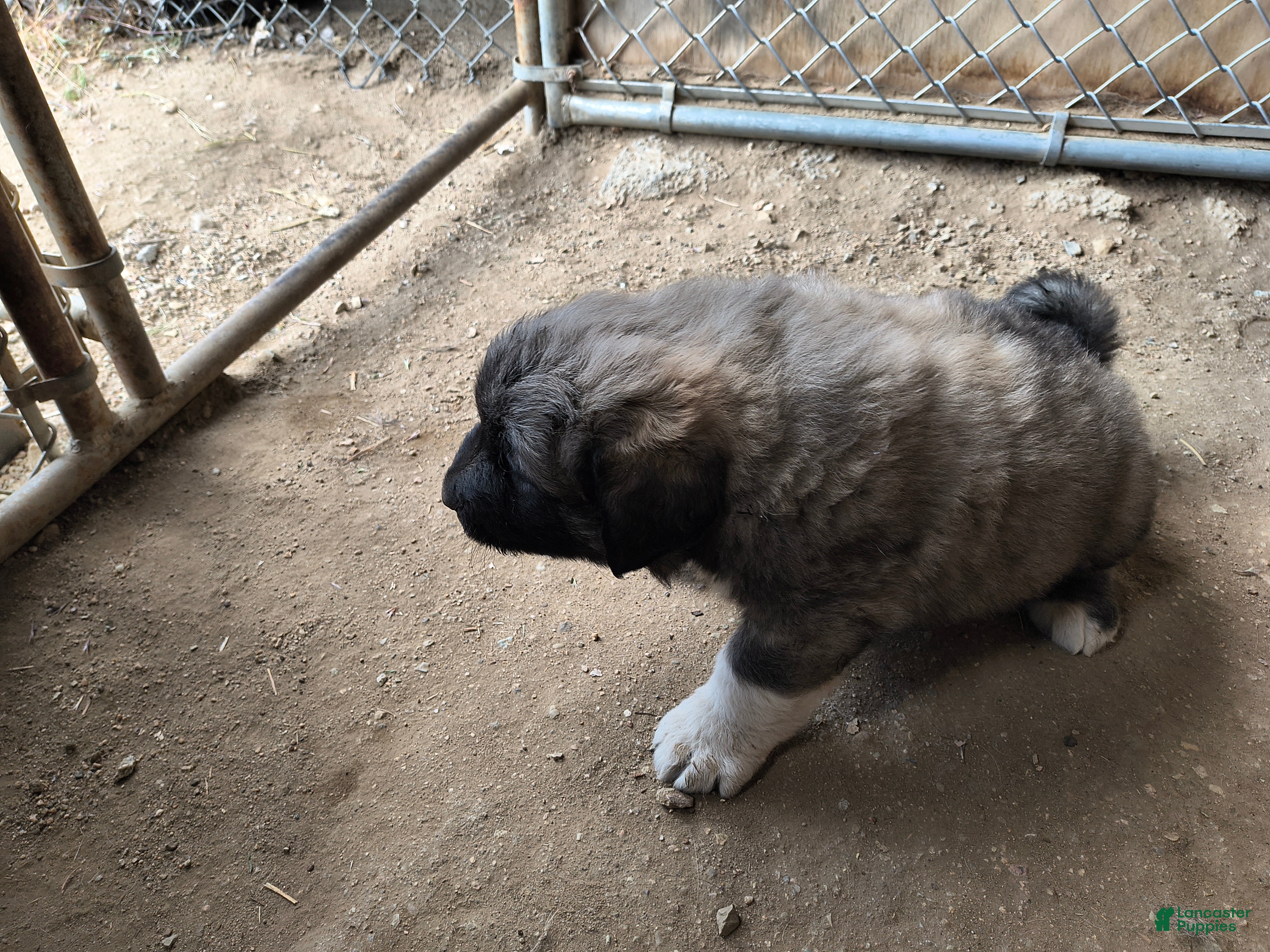 Mixed Breed dogs  2 - Ad 1