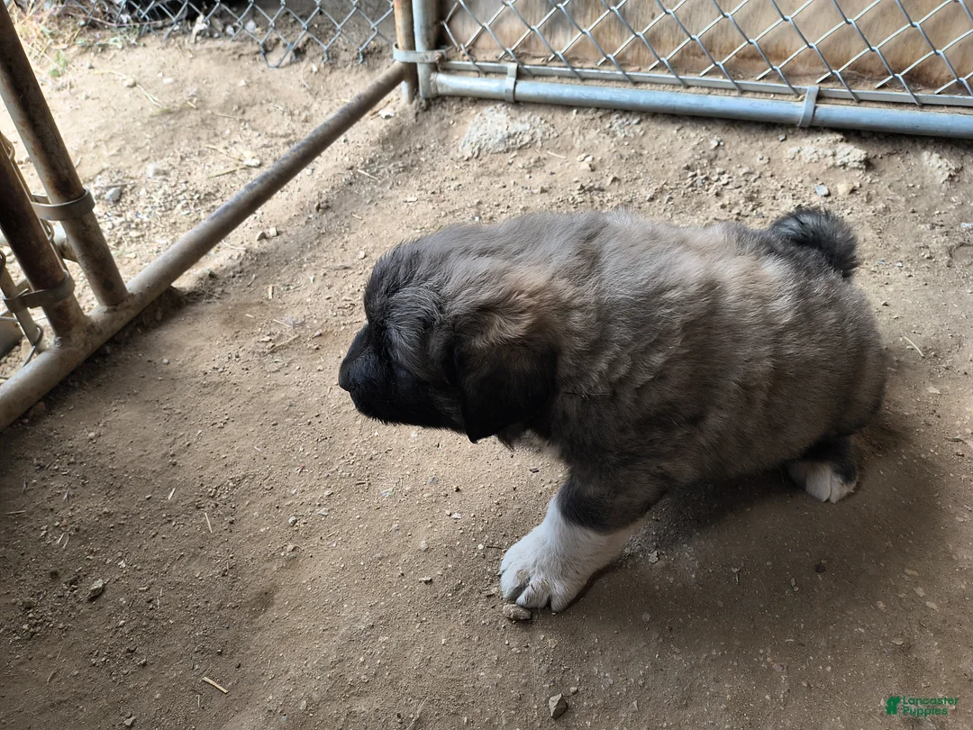 Mixed Breed dogs for sale:  2 - Ad 1