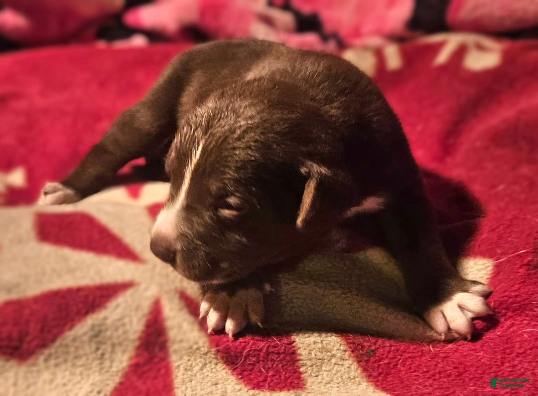 Border Collie dogs for sale: Dori - Ad 10