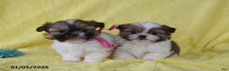 Shih Tzu dogs for sale: Sapphire - Ad 4
