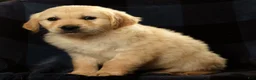 Golden Retriever dogs for sale: Sarge - Ad 9