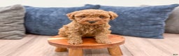 Mini Goldendoodle dogs for sale: Sage - Ad 3