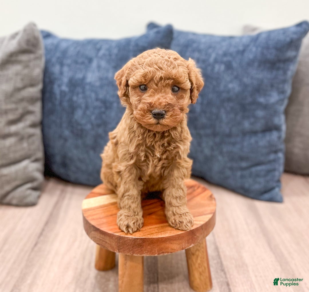 Mini Goldendoodle dogs for sale: Sage - Ad 3