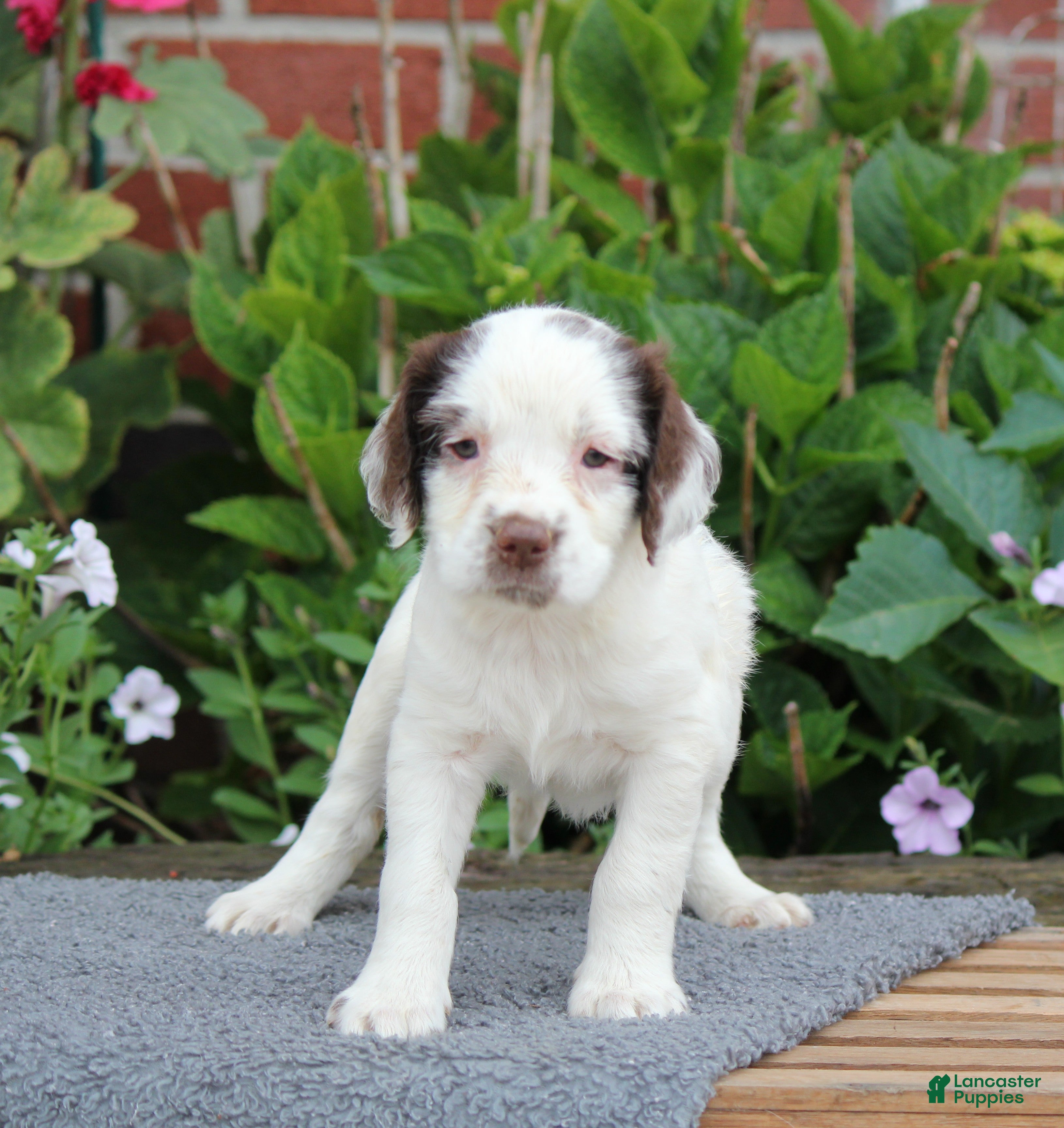 English Springer Spaniel dogs Cuddles - Ad 2