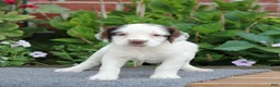 English Springer Spaniel dogs for sale: Cuddles - Ad 3