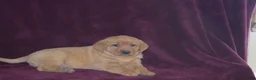 Labrador Retriever dogs for sale: Labrador Retriever Puppy 3 - Ad 3