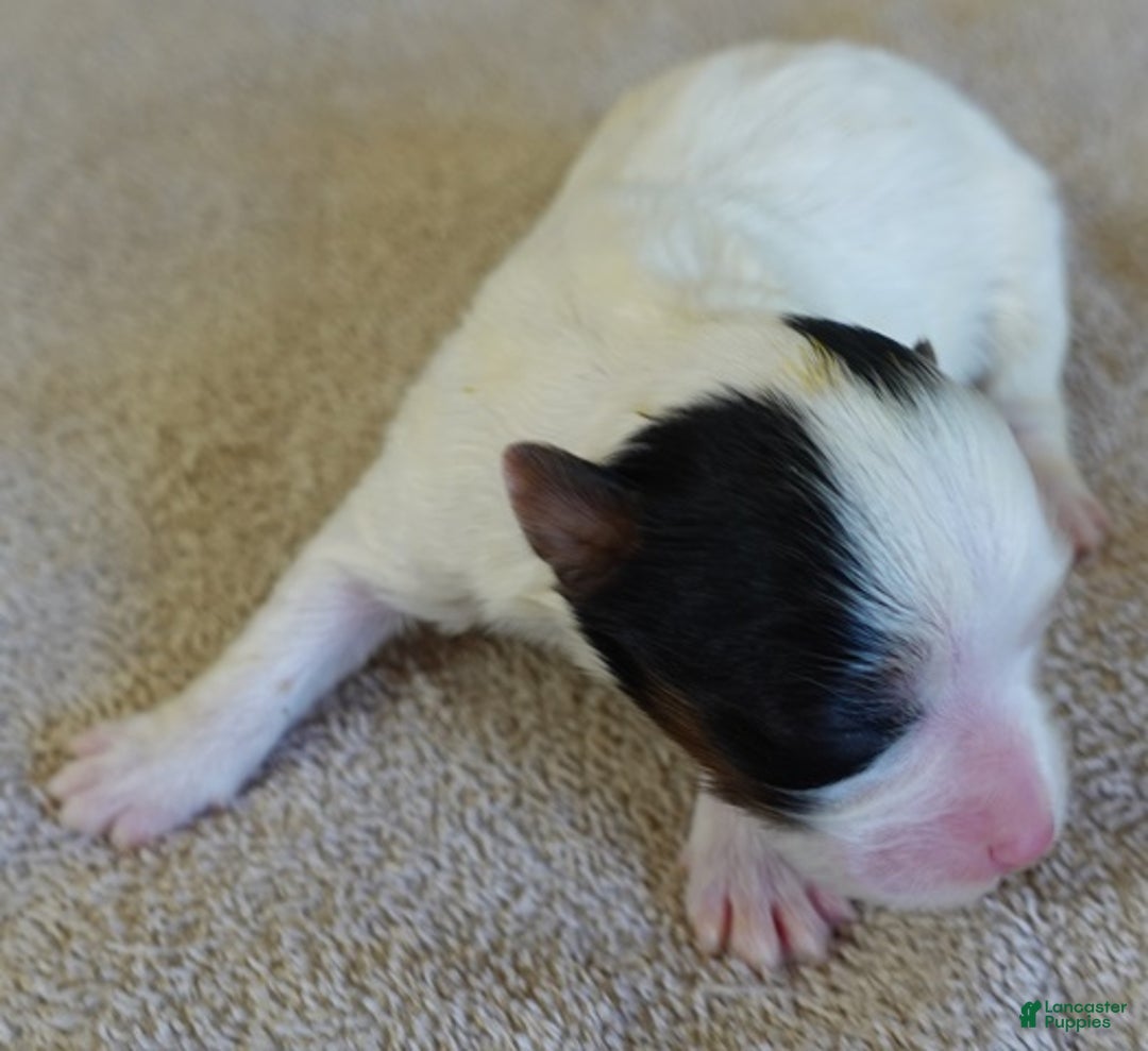 Yorkshire Terrier dogs for sale: Zuri exotic parti - Ad 3