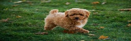 Shihpoo dogs for sale: Chase - Ad 4