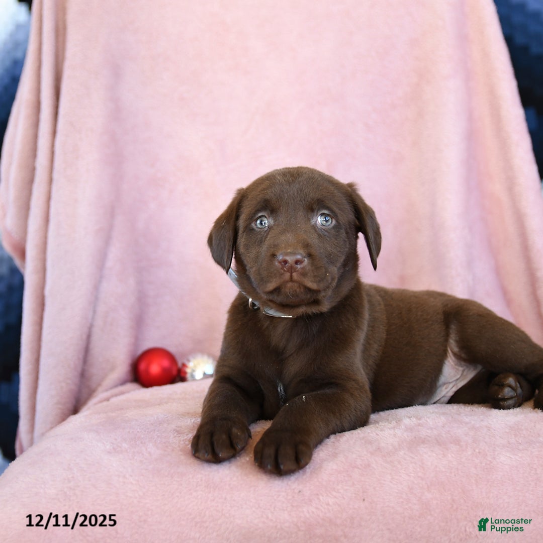 Labrador Retriever dogs for sale: Action - Ad 3