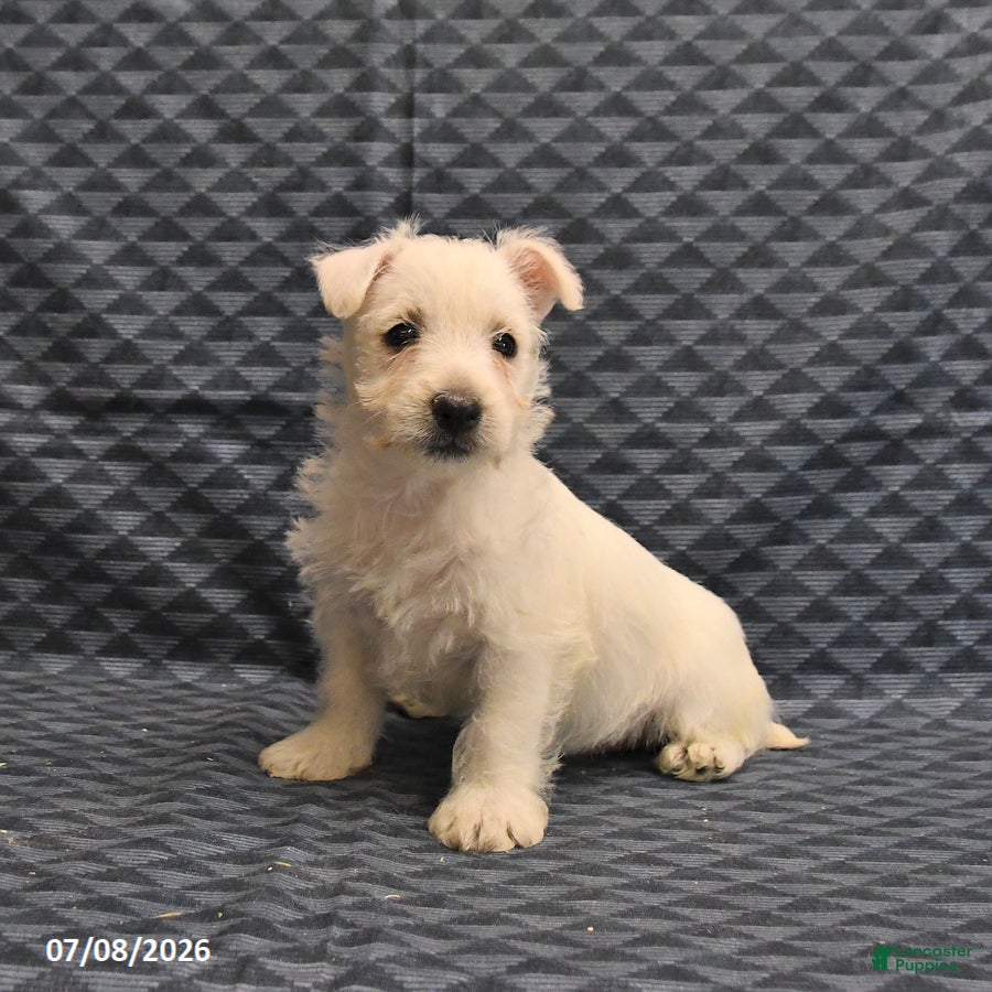 West Highland Terrier dogs Kevin - Ad 1
